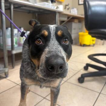 Loki -  Australian Cattle Dog Blue Heeler Dog for Adoption in Birmingham, Alabama - Loki | PetCurious