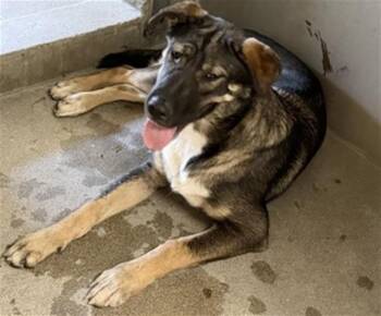 ARES -  German Shepherd Dog Dog for Adoption in San Bernardino, California - ARES | PetCurious