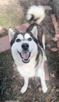 Siberian Husky Dogs Available for Adoption - Kingston | PetCurious
