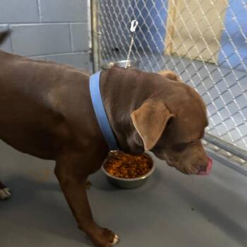 Mixed Breed Dogs Available for Adoption - Topeka | PetCurious