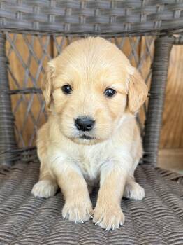 Pink -  Golden Retriever Dog for Sale in Hackett, Arkansas - Pink | PetCurious