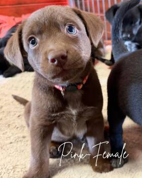 Dolly -  Chocolate Labrador Retriever and Australian Cattle Dog Blue Heeler Dog for Adoption in Herald, California - Dolly | PetCurious