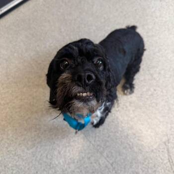 Blue -  Cockapoo Dog for Adoption in Naperville, Illinois - Blue | PetCurious