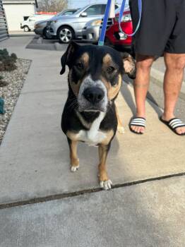 Rescue Mixed Breed Dogs for Adoption in Republic, Missouri - Hank | PetCurious