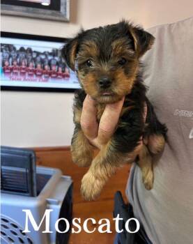 Moscato -  Yorkshire Terrier Dog for Adoption in Tulsa, Oklahoma - Moscato | PetCurious