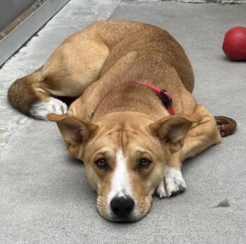 Scrapper -  Mixed Breed Dog for Adoption in Troutdale, Oregon - Scrapper | PetCurious
