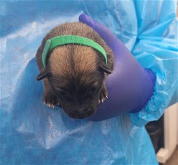 Mixed Breed Dogs Available for Adoption - PEPSI | PetCurious