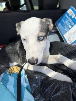MAURICIO -  Pointer Dog for Adoption in San Antonio, Texas - MAURICIO | PetCurious