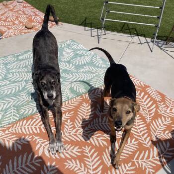 Terrier Dogs Available for Adoption in Ramona, California - Chuppie | PetCurious