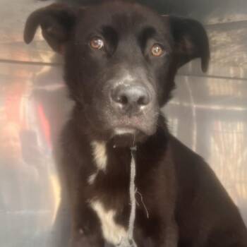Tyzonn -  German Shepherd Dog Dog for Adoption in Philadelphia, Pennsylvania - Tyzonn | PetCurious