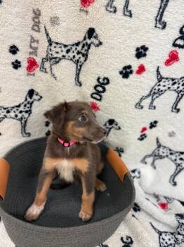 Ada Pink Collar -  Australian Shepherd and Terrier Dog for Adoption in Syracuse, Indiana - Ada Pink Collar | PetCurious