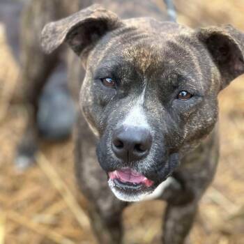 Rescue Mixed Breed Dogs for Adoption - Shelby | PetCurious