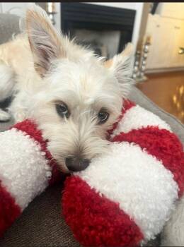 Rescue West Highland White Terrier Westie Dogs for Adoption in Owensboro, Kentucky - Trixie | PetCurious