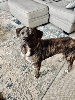 Pit Bull Terrier Dogs Available for Adoption in Oswego, Illinois - Blanche  | PetCurious