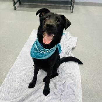 Mixed Breed Dogs Available for Adoption in Canal Winchester, Ohio - Shane | PetCurious