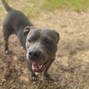 Maserati -  Pit Bull Terrier Dog for Adoption in Sunrise Beach, Missouri - Maserati | PetCurious