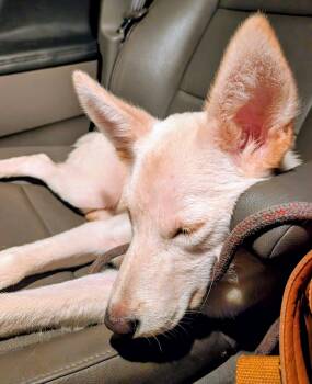 Colonel Mustard -  Shepherd Dog for Adoption in Germantown, Ohio - Colonel Mustard | PetCurious