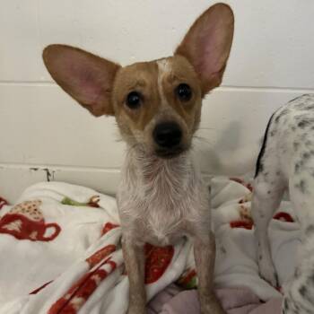 Lila -  Rat Terrier Dog for Adoption in Enterprise, Alabama - Lila | PetCurious