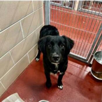 Bessle -  Rough Collie and Mixed Breed Dog for Adoption in Madison, Wisconsin - Bessle | PetCurious