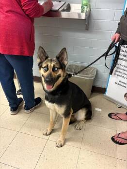 German Shepherd Dog and Mixed Breed Dogs Available for Adoption - BEAUTY | PetCurious