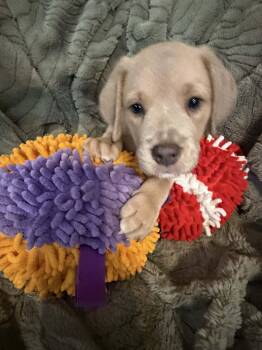 Labrador Retriever Dogs Available for Adoption in Lewisville, Indiana - Elsa | PetCurious