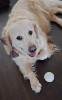 RAIN -  Golden Retriever Dog for Adoption in Jacksonville, Florida - RAIN | PetCurious