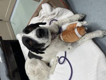 Rescue Shepherd Dogs for Adoption in Steamboat Springs, Colorado - Mancha | PetCurious