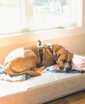 Boxer Dogs Available for Adoption in Farmington, Minnesota - Coco | PetCurious