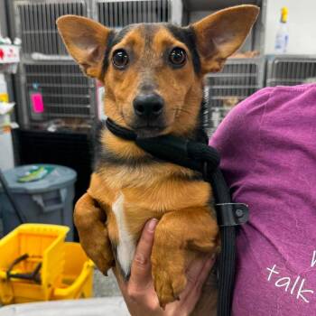 Moss -  Mixed Breed Dog for Adoption in Fredericksburg, Virginia - Moss | PetCurious