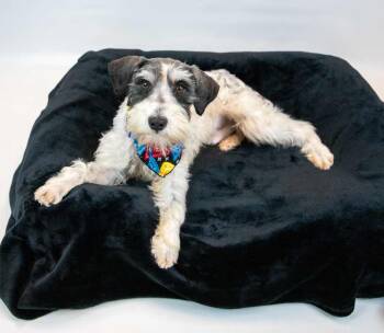 Rescue Poodle and Schnauzer Dogs for Adoption in Kennesaw, Georgia - Alan | PetCurious