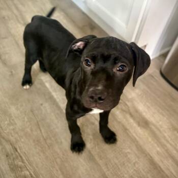 Luna -  American Staffordshire Terrier and Mixed Breed Dog for Adoption in Ferndale, Michigan - Luna | PetCurious
