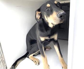 Labrador Retriever Dogs Available for Adoption in Houston, Texas - A654406 | PetCurious