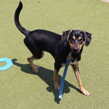 Rescue Mixed Breed Dogs for Adoption in Port Washington, New York - Milo | PetCurious