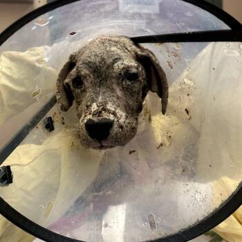 Rescue Pit Bull Terrier Dogs for Adoption in Rancho Cucamonga, California - UNKNOWN | PetCurious