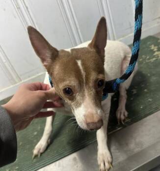 Rescue Chihuahua Dogs for Adoption in Philadelphia, Pennsylvania - Legs | PetCurious