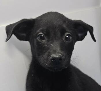 Aventura -  Spaniel and Chihuahua Dog for Adoption in Newport, Tennessee - Aventura | PetCurious