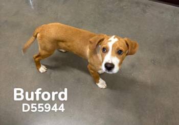 Buford -  Hound Dog for Adoption in Clarksville, Tennessee - Buford | PetCurious