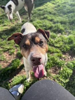 Rat Terrier Dogs Available for Adoption - Woodford | PetCurious