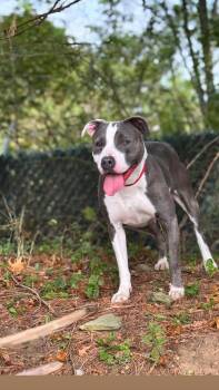 Rescue Pit Bull Terrier Dogs for Adoption in Syosset, New York - Joy | PetCurious