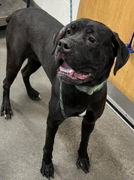 Rescue Cane Corso Dogs for Adoption - BADU | PetCurious
