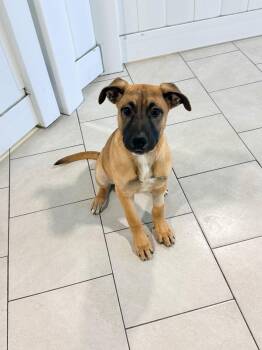 German Shepherd Dog Dogs Available for Adoption - Samantha | PetCurious