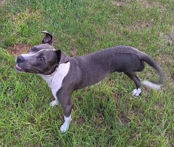Princess Peach -  Mixed Breed Dog for Adoption in Winter Garden, Florida - Princess Peach | PetCurious