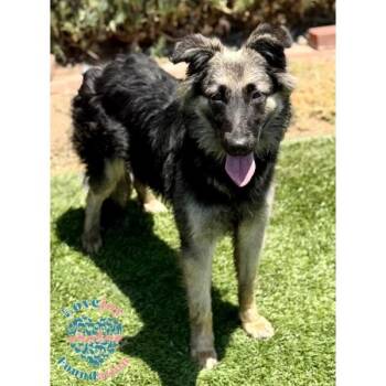 Lucy -  Australian Shepherd and Shepherd Dog for Adoption in Inglewood, California - Lucy | PetCurious