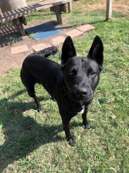 Jasmine A220435 -  German Shepherd Dog Dog for Adoption in Plano, Texas - Jasmine A220435 | PetCurious