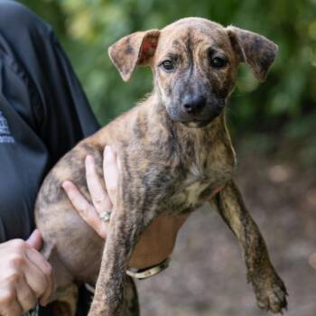 FREYA-30959 -  Shepherd and Pit Bull Terrier Dog for Adoption in Memphis, Tennessee - FREYA-30959 | PetCurious