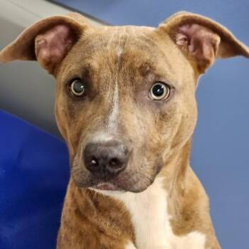 Fudge -  American Staffordshire Terrier Dog for Adoption - Fudge | PetCurious