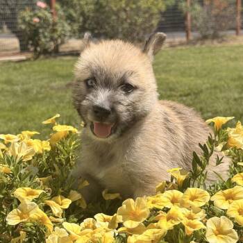 Wirehaired Terrier Dogs Available for Adoption in Modesto, California - Coyote | PetCurious