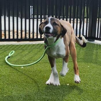Dream -  German Shepherd Dog and Mixed Breed Dog for Adoption in Greenville, South Carolina - Dream | PetCurious