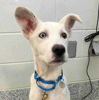 Labrador Retriever Dogs Available for Adoption in Golden, Colorado - Michaelangelo | PetCurious