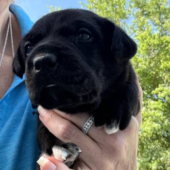 Labrador Retriever and Mixed Breed Dogs Available for Adoption in Normal, Illinois - Benson | PetCurious